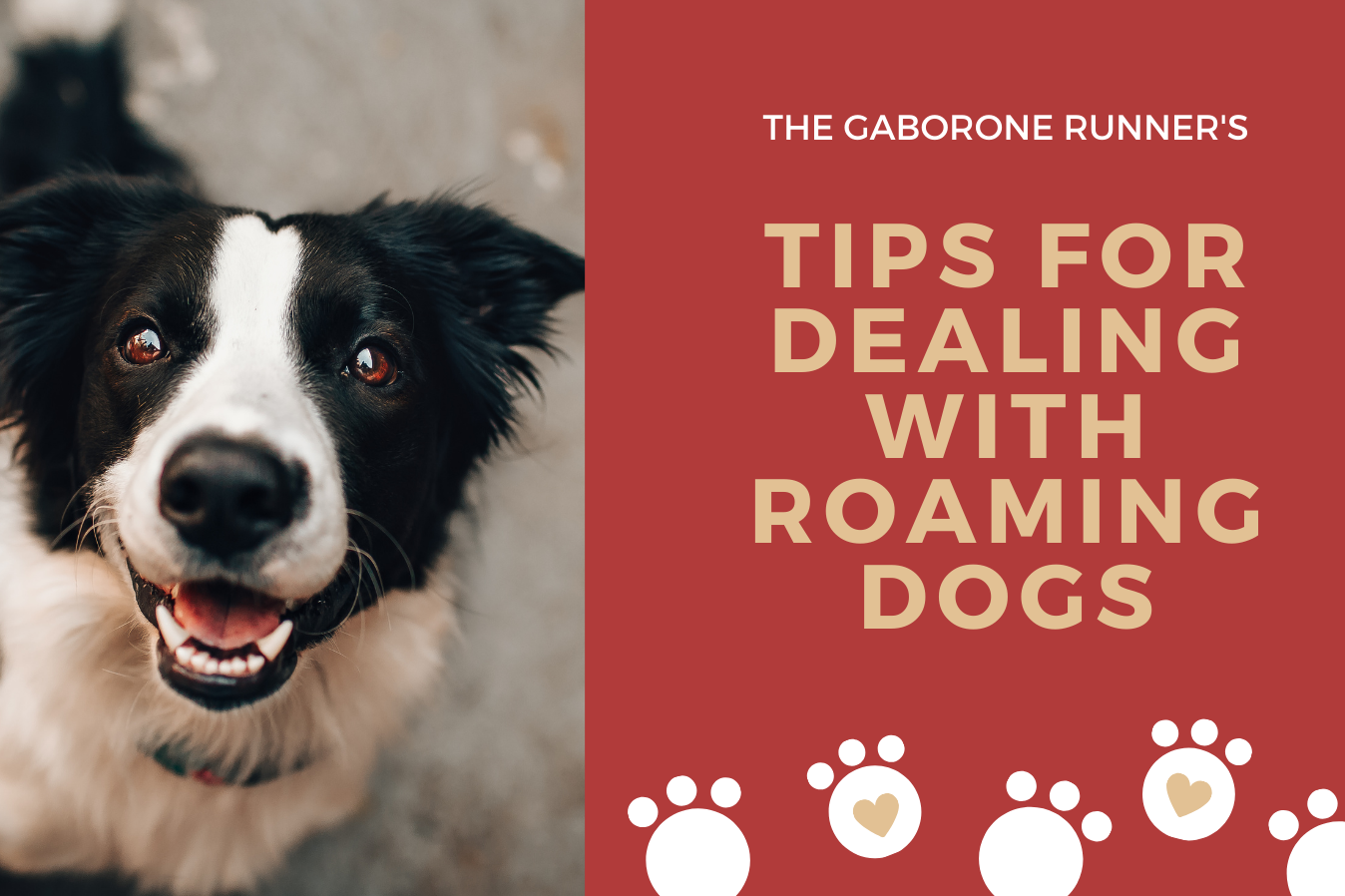 Let’s Talk: Roaming Dogs While Running! – The Gaborone Runner