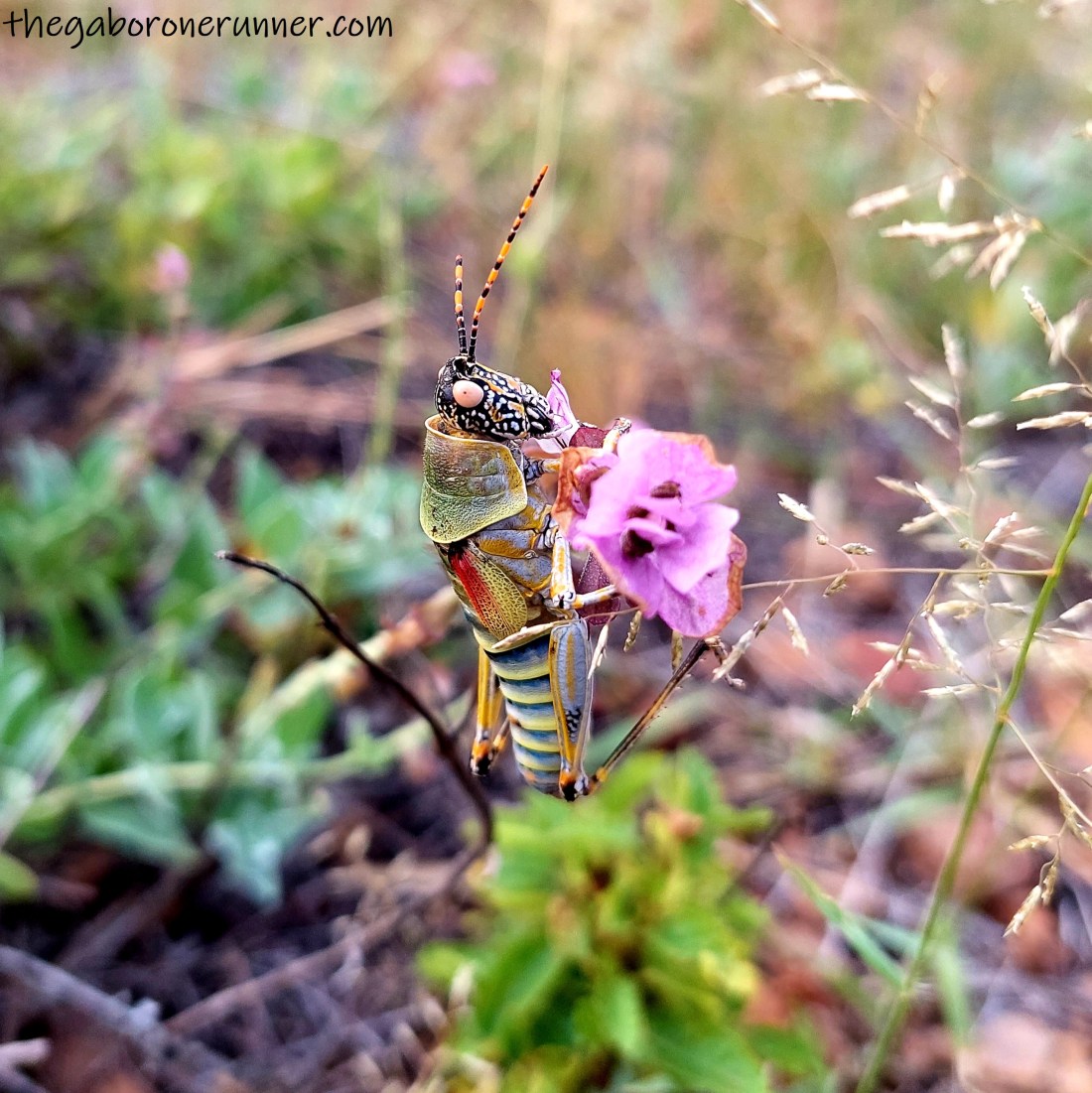 Mookolodi Insect Trail Running In Mokolodi Nature Reserve – The Gaborone Runner